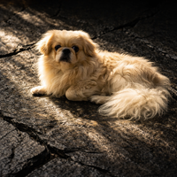 Pet Care